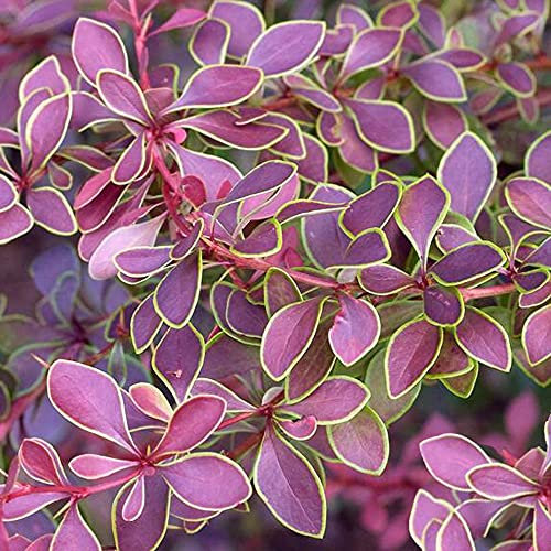 Berberis Golden Ring - Japanese Barberry | Deciduous Potted Garden Shrub (10-30cm Incl. Pot)