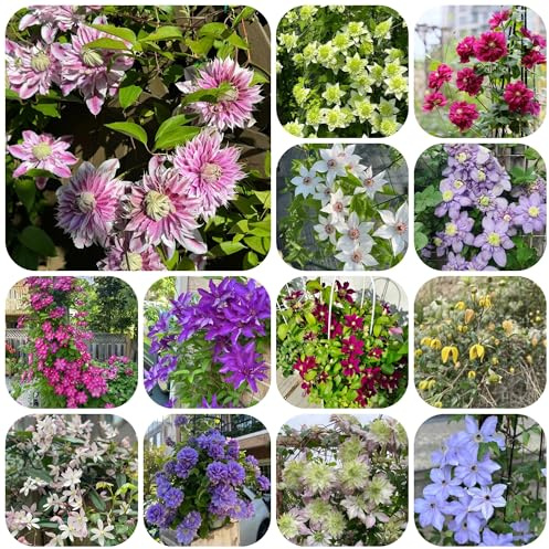 2bulbi clematide, perenni e resistenti, rampicanti, giardino resistenti decorazione soggiorno, balcone