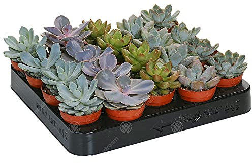 LOT DE 20 ECHEVERIA MIXTES PLANTES D'INTÉRIEUR DÉCORATIVES POUR LA MAISON EN POT CULTURE FACILE