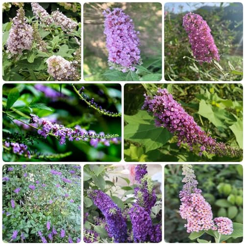 75 pcs schmetterlingsflieder samen sommerflieder pflanzensamen wiesensaatgut Buddleia dreifarbiger, gartenarbeit robuste balkonpflanzen winterhart dekopflanzen winterharte stauden