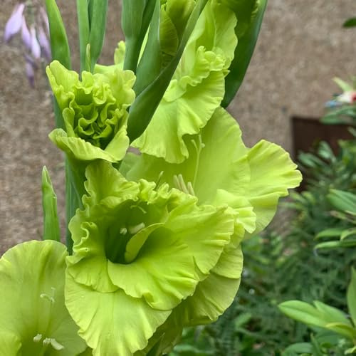 gladiolenzwiebeln winterhart mehrjährig - stauden balkonpflanzen exotische 3pcs