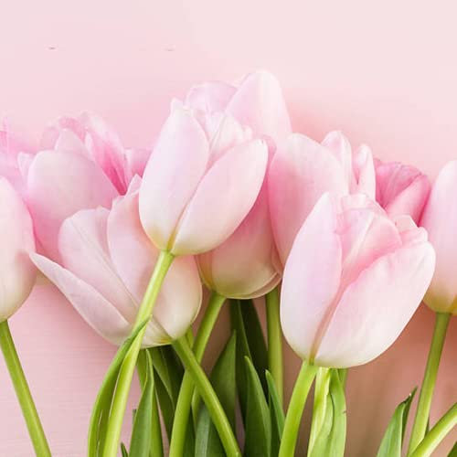CHTING 3Pezzi Raro Tulipani Bulbi Perenne Resistente Al Freddo Bulbi Di Tulipano La Forma E Il Colore Dei Petali Rosa Pallido Sono Piacevoli Alla Vista E Hanno Un Valore Ornamentale
