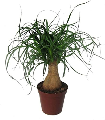 DECOALIVE Pata de Elefante Palmera Natural de Interior Nolina Beaucarnea