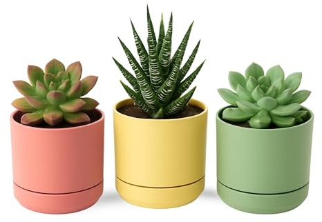 TECHZOCO Macetas para Cactus de plástico, Mini Maceteros Pequeños para platas, Macetas Decorativas, No Incluyen Las platas, Incluye Plato Integrado, 12 cm diámetro x 10.5 cm Alto, Pack 3 Unidades