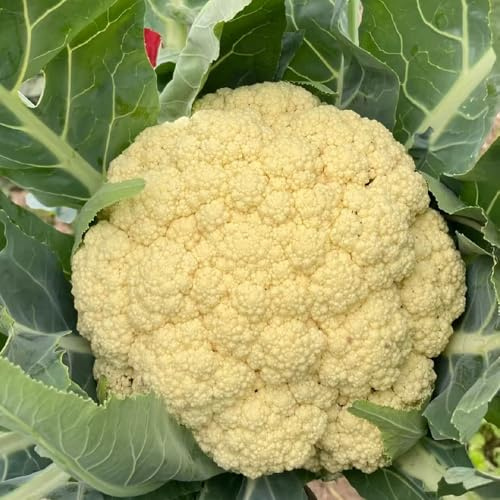 semillas de coliflor - orgánicas, exóticas resistentes, variedades tradicionales 80pcs