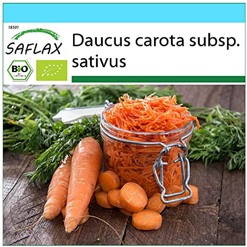 SAFLAX - - BIO - Carota - Regina d'autunno - 1000 semi - Daucus carota subsp. sativus