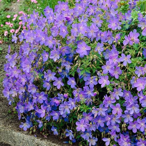 Wiesen-Storchschnabel blau 15 Samen (Geranium Pratense) reinsten Blautöne bei Geranium