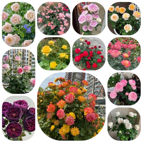 semillas resistentes de rosal - jardín perennes, Rosas trepadoras de balcón, 200pcs