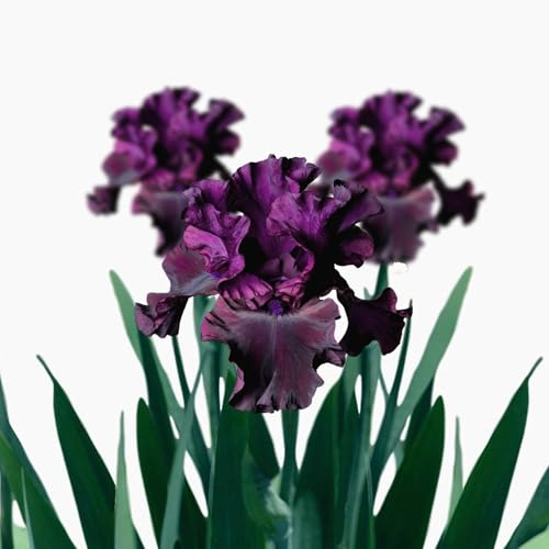 Easy to Grow Bearded Iris Purple Rebounder 9 Plant Bulbs - Dark Purple Flowers Spring to Fall, Full Sun Low Maintenance Zones 3-10