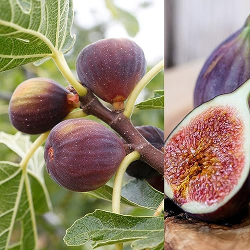 Carbeth Plants Ficus Carica 'Rouge De Bordeux' - Fig Fruit Tree in A 9cm Pot - Miniature Patio Fruit Trees - Figs Outdoor and Garden Tree