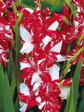 Riesen Gladiolen zweifarbig 'Zizianie' 5 Zwiebeln, Knollen