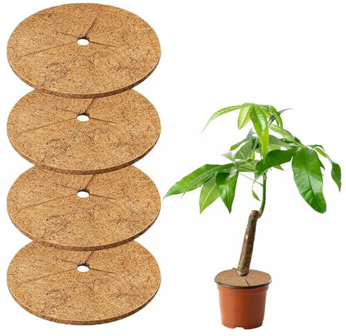 Nokwocy Tappetino in Cocco per Piante – Anello Protettivo in Fibra di Cocco Naturale – Copertura del Terreno per Piante Interne ed Esterne, pacciamatura paesaggistica(30 cm) (30cm)