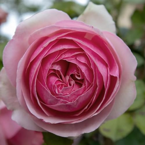 Pianta di Rosa PIERRE DE RONSARD ® Meilland rampicante in vaso 20 cm AMDGarden