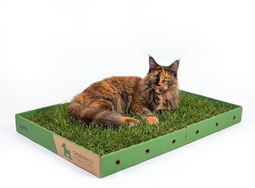 GreenInBox® Super CAT - Zolla XL per Gatti in Vera Erba - Prato Naturale con Erba dei Gatti (Nepeta Cataria), 60x80cm