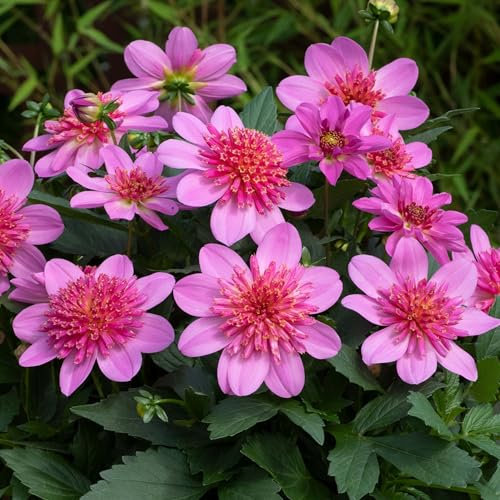 Dahlia Dalina Maxi Pink Starburst - Eye-Catching Pompon Garden Flowers Ready to Plant - Flowering Summer Plants Garden Ready for Beds, Borders, and Pots - Dahlia Plants (3 Litre Pot, 20-30cm)