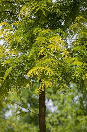 Gold-Gleditschie Gleditsia triacanthos Sunburst 125-150 cm winterhart