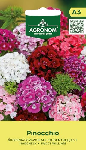 AGRONOM | Semillas de clavel de moro - PINOCCHIO | Semillas de flores | Semillas de plantas | Semillas de jardín | Flores perennes, a menudo cultivadas como bienales, de 30 cm de altura | 1 paquete
