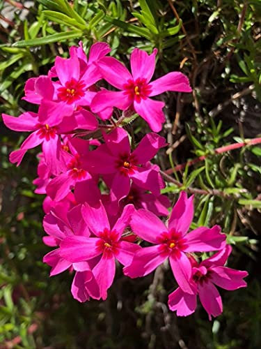 Phlox Subulata Wild Pink Moss Phlox 30 semillas fáciles de sazonar, regalo significativo