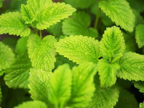 20 Semi di 3645 Mélisse Feuille d'Or (Melissa Officinalis Feuille d'Or): Graines