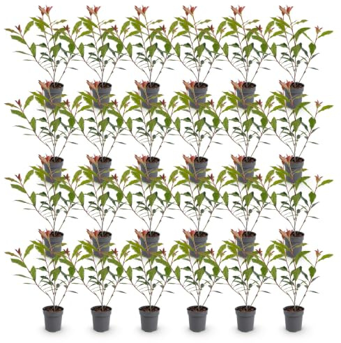 Plantas de Seto Photinia Carre Rouge, Exterior, Rojo, Pack de 24, 25-35 cm