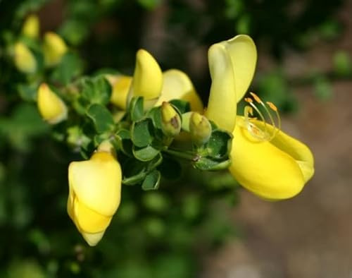 Gelber Ginster Luna - Cytisus scoparius - Edelginster - Schmuckginster - 40-60cm