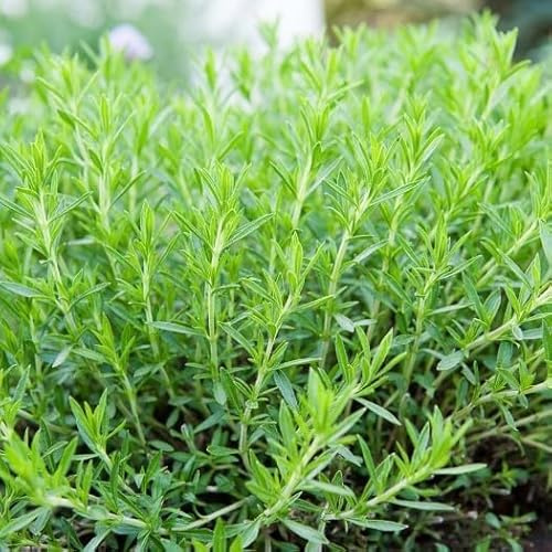 Estragon vrai - Artemisia, vivace