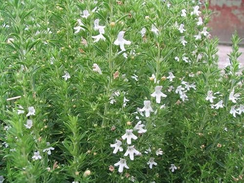 Sarriette - Satureja hortensis - Plus de 200 graines - Parfumée et délicate ! F 029