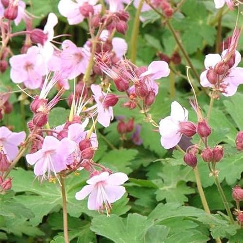 6x Storkkäppar - Geranium macrorrhizum Ingwersen's Variety - 9 x 9 cm kruka – ljusrosa blomma