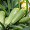 Luojuny Semillas de calabaza de calabacín, 30 piezas/bolsa Semillas de calabaza de calabacín Semillas de calabaza de bonsái verde a prueba de calor para jardín familiar Semilla