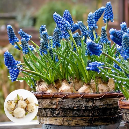 Hyazinthen 6 Zwiebeln,Traubenhyazinthen Zwiebeln,Hyazinthenzwiebeln,Duftende Hyazinthen,Blumenzwiebeln,Für Garten,Töpfe und Balkon,Winterharte Staude