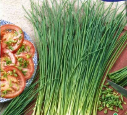 Pcs - 50x Ciboulette Fine Allium Schönoprasum Jardin Plantes - Graines KS202 - Seeds & Plants Shop by Ipsa