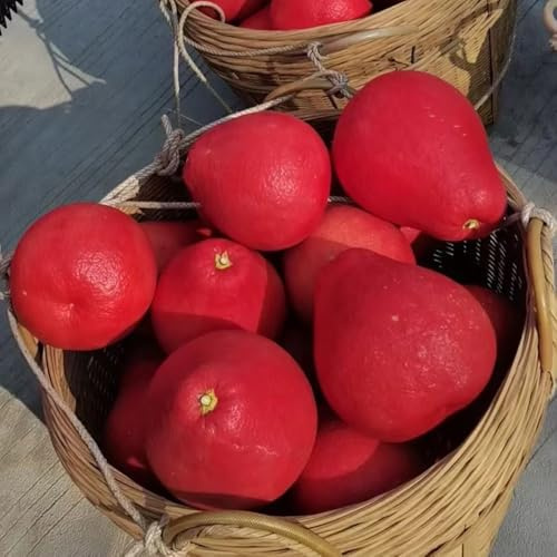20 piezas Semillas de pomelo, Citrus maxima, fruta fresca jardineria Planta de cítricos máxima, maceta de fruta fresca Jardín interior de árboles frutales enanos. macetas de árboles