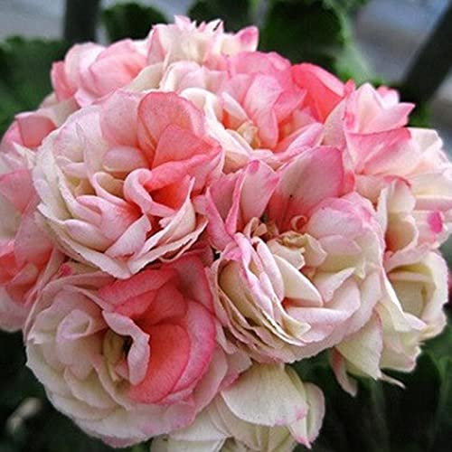 Saterkali Pelargonium-Samen, 10 Stück Pelargonium-Samen, mehrblättriges Geranien-Blumengarten-Balkon-Bonsai-Dekor Pelargonien-Samen