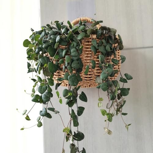 leuchterblume pflanze samen - schnittblumen, stauden winterhart Ceropegia woodii blumensamen, winterharte pflanzen für garten hochbeet, zimmerpflanzen samen steingartenpflanzen 85pcs