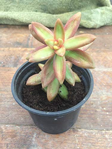 Portal Cool Sedum Nussbaumerianum/Coppertone Orpin Succulent