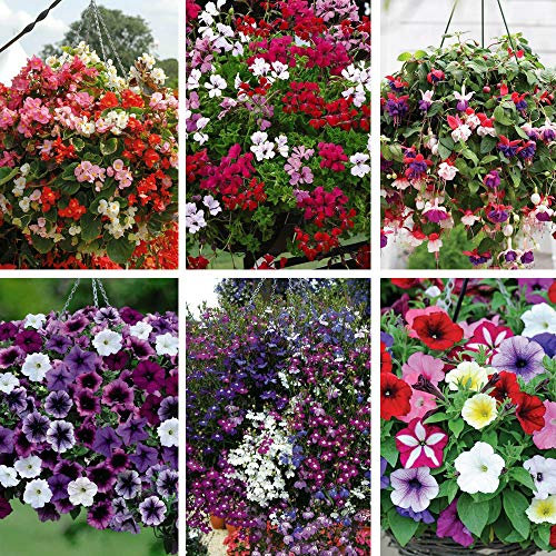 Hanging Basket Postiplug Lucky Dip Collection Half-Hardy Annual Trailing and Flowering Garden Plants Perfect for Garden and Patio Displays 5 xHanging Basket Postiplug Plants by Thompson and Morgan (5)