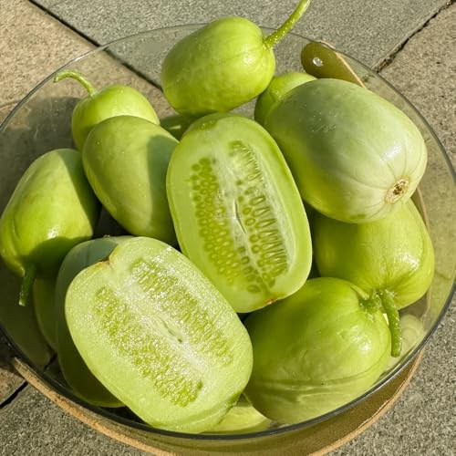 semillas de pepino - pepino - pepino variedades antiguas pepino, cucumis sativus, raras 100pcs