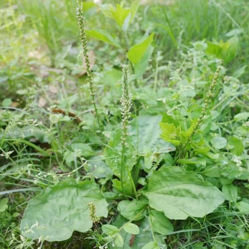 semillas de plátano ribwort, decorativas de jardin semillas exóticas resistentes perennes resistentes 200pcs