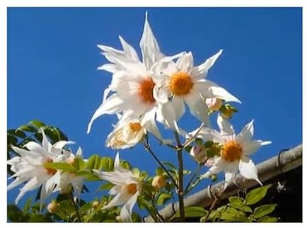 Pcs - 10x Dahlia Campanulata Deuil Baumdahlie Jardin Plantes - Graines B486 - Seeds & Plants Shop by Ipsa