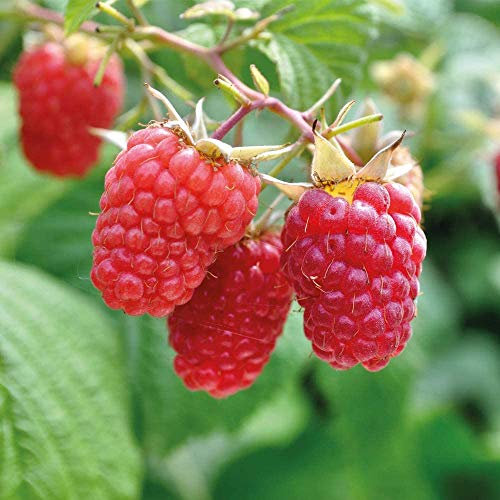 Raspberry Hardy Garden Plants, Grow Your Own Fruit, Produces Delicious Edible Fruit in Autumn, Easy to Grow, 3 x Raspberry ‘Polka’ Cane, Fruit Plants by Thompson & Morgan (3)