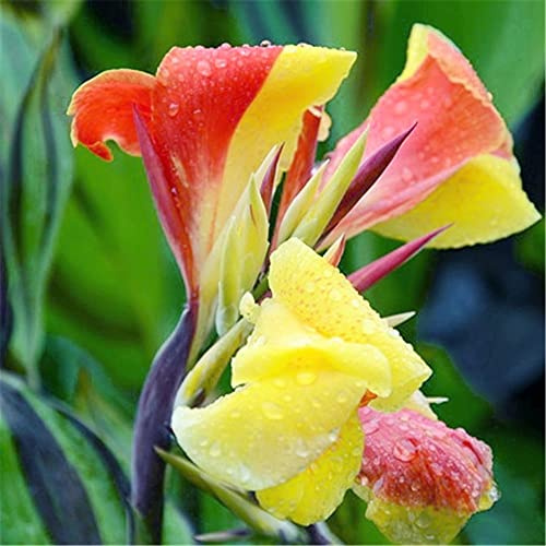 Bulbi di giglio/San Valentino Presente Magico Parco Decorazione Bouquet Vitality Rilascio 2 lampadine