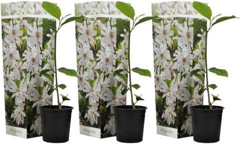 Plant in a Box - Magnolia Stellata - Set de 3 - Arbuste à croissance large/petit arbre résistant au froid - Fleurs blanches - Pot 9cm - Hauteur 25-40cm
