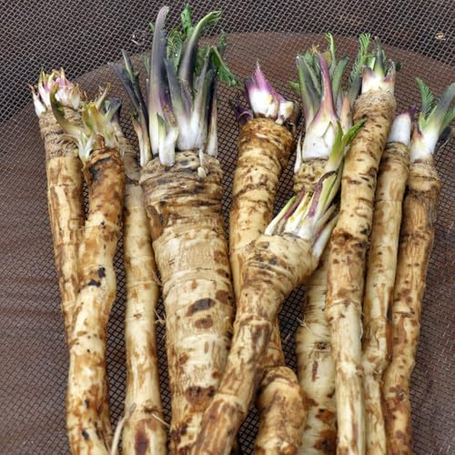 semi di rafano biologici - balcone giardino vecchie varietà, esotiche 50pcs