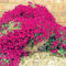 PERZOE 500 Piezas de Plantas de Flores perennes de Cubierta de Suelo de jardín, Semillas de Berro de Roca de decoración Semillas de Berro de Roca