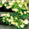 100 Stück Klematis Kletterrebe Samen Blume Pflanze Home Office Ornament Dekoration Gelb für Frauen, Männer, Kinder, Anfänger, Gärtner Geschenk