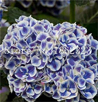 Kletterhortensie, Hydrangea Paniculata 'Vanilla Fraise', Hortensienblütenpflanze, Topfpflanze für den Hausgarten: 17