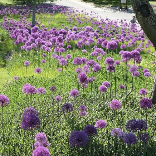 Allium bulbi d'aglio ornamentale puero gigante riverdimento di tetti balcone giardino decorativo giardino del balcone allium resistenti giardini rocce 7pcs