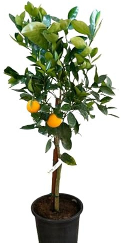 Naranjo Natural Cultiva tus Propias Naranjas con este Árbol Frutal Auténtico