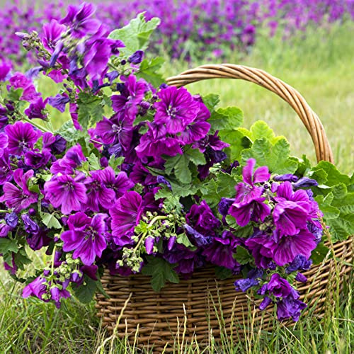 semillas de malva perenne resistente - silvestres jardín 400pcs