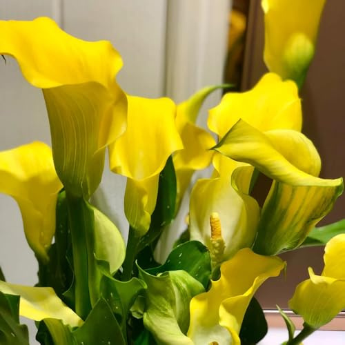 Bulbi di calla, regali del giardiniere Zantedeschia aethiopica, e all'esterno bulbi da perenni 5pcs